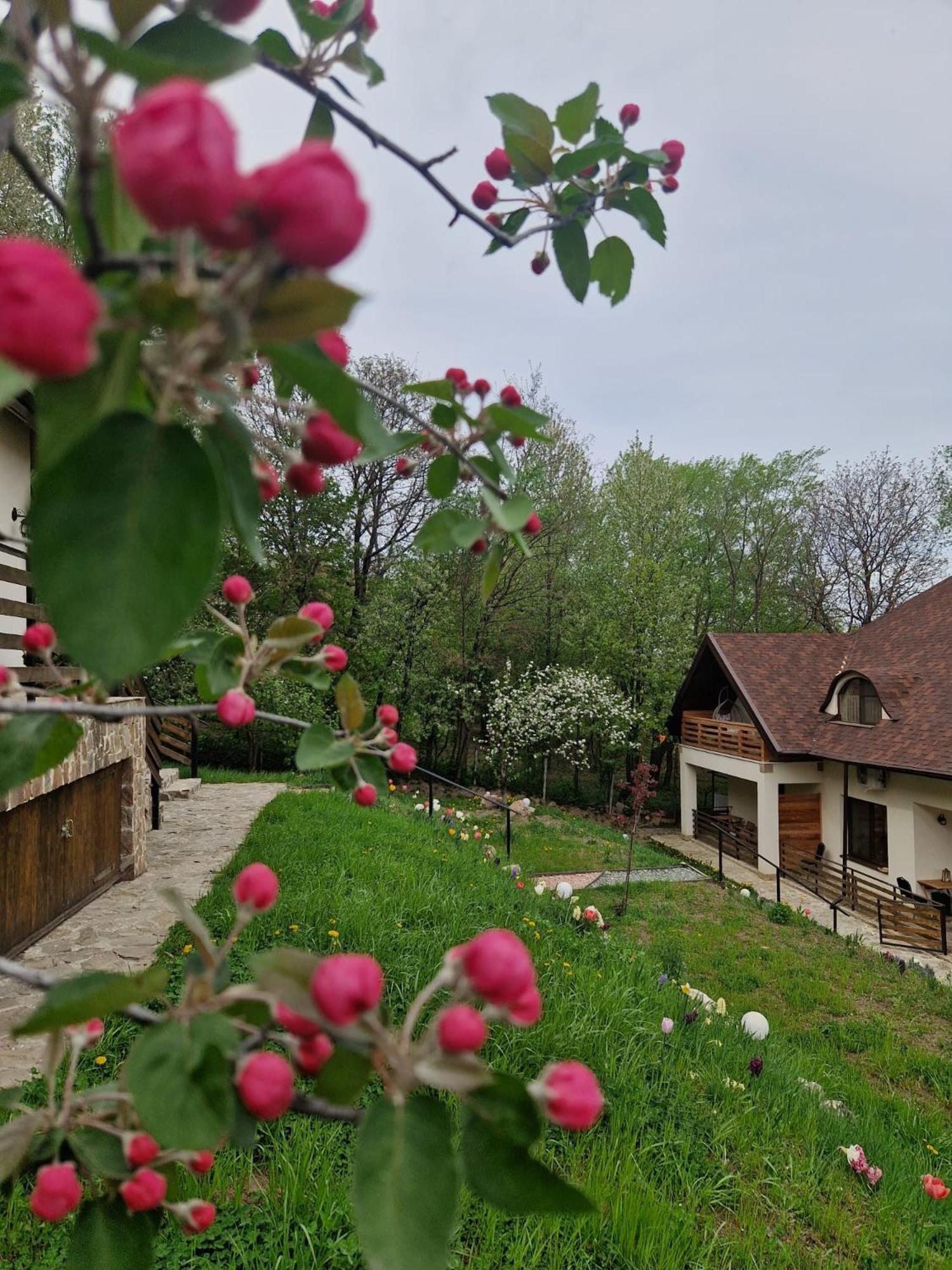 Provence Suceava Hotel Bagian luar foto